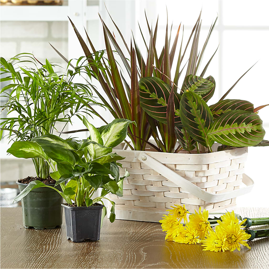 Florist Designed Blooming and Green Plants in a Basket – BUDS CUT FLOWERS & MORE, Taos NM