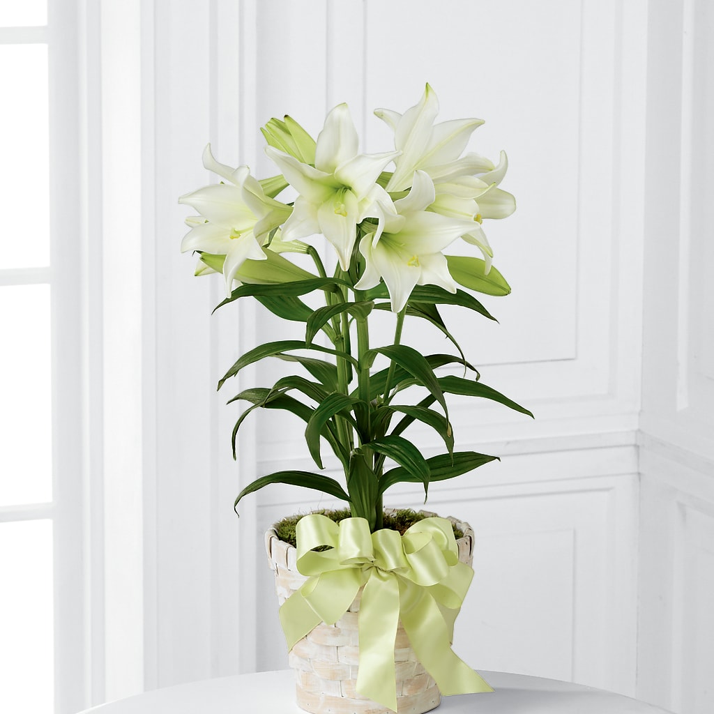 Easter Lily Plant – BUDS CUT FLOWERS & MORE, Taos NM