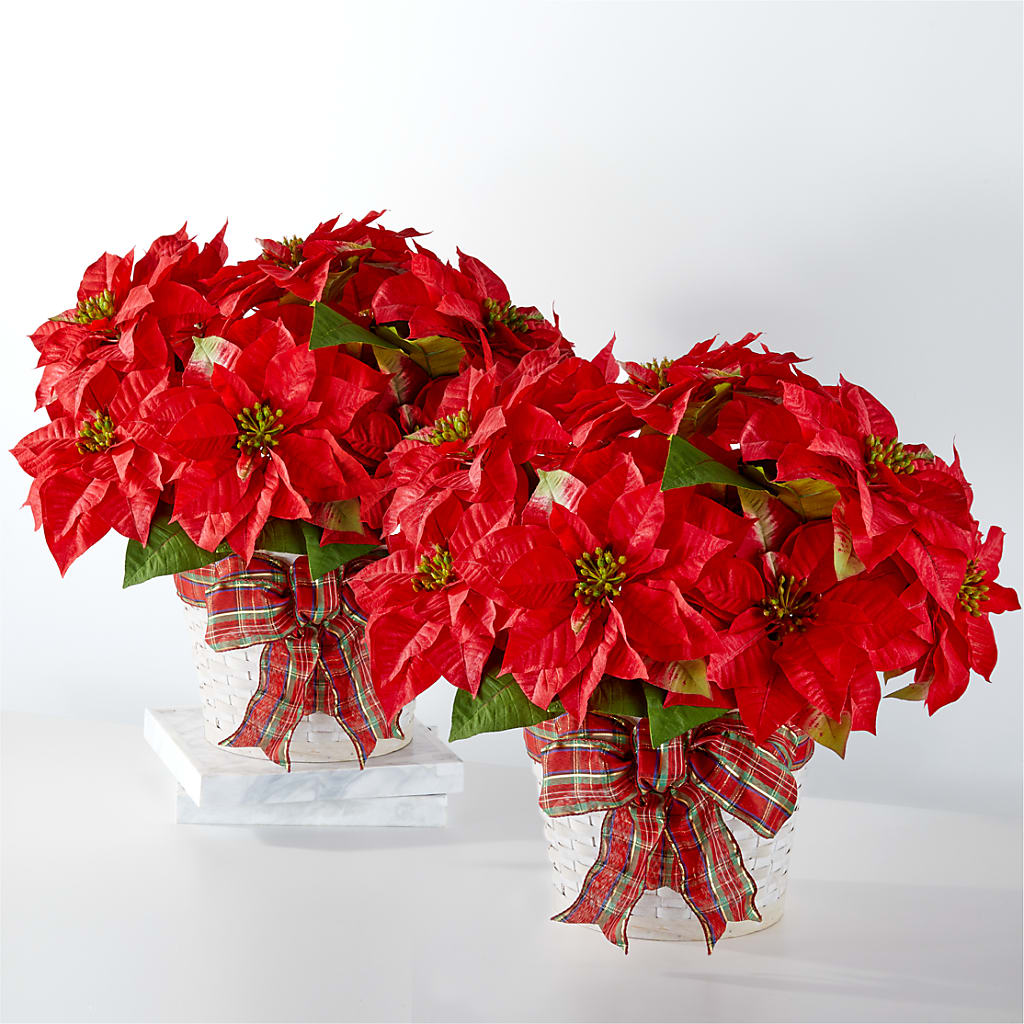 Happiest Holidays Poinsettia Bundle – BUDS CUT FLOWERS & MORE, Taos NM