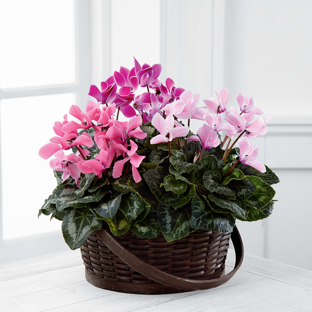 Mixed Cyclamen Planter – BUDS CUT FLOWERS & MORE, Taos NM