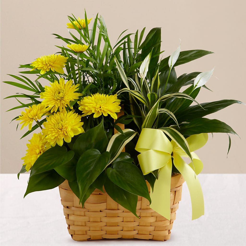 Loving Light Dishgarden – BUDS CUT FLOWERS & MORE, Taos NM