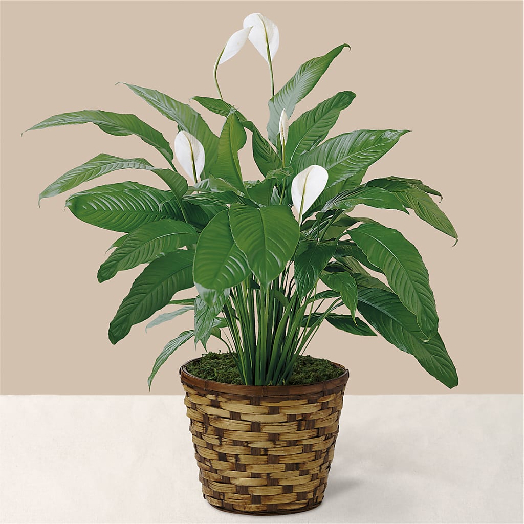 Tranquil Moments Peace Lily Plant – BUDS CUT FLOWERS & MORE, Taos NM