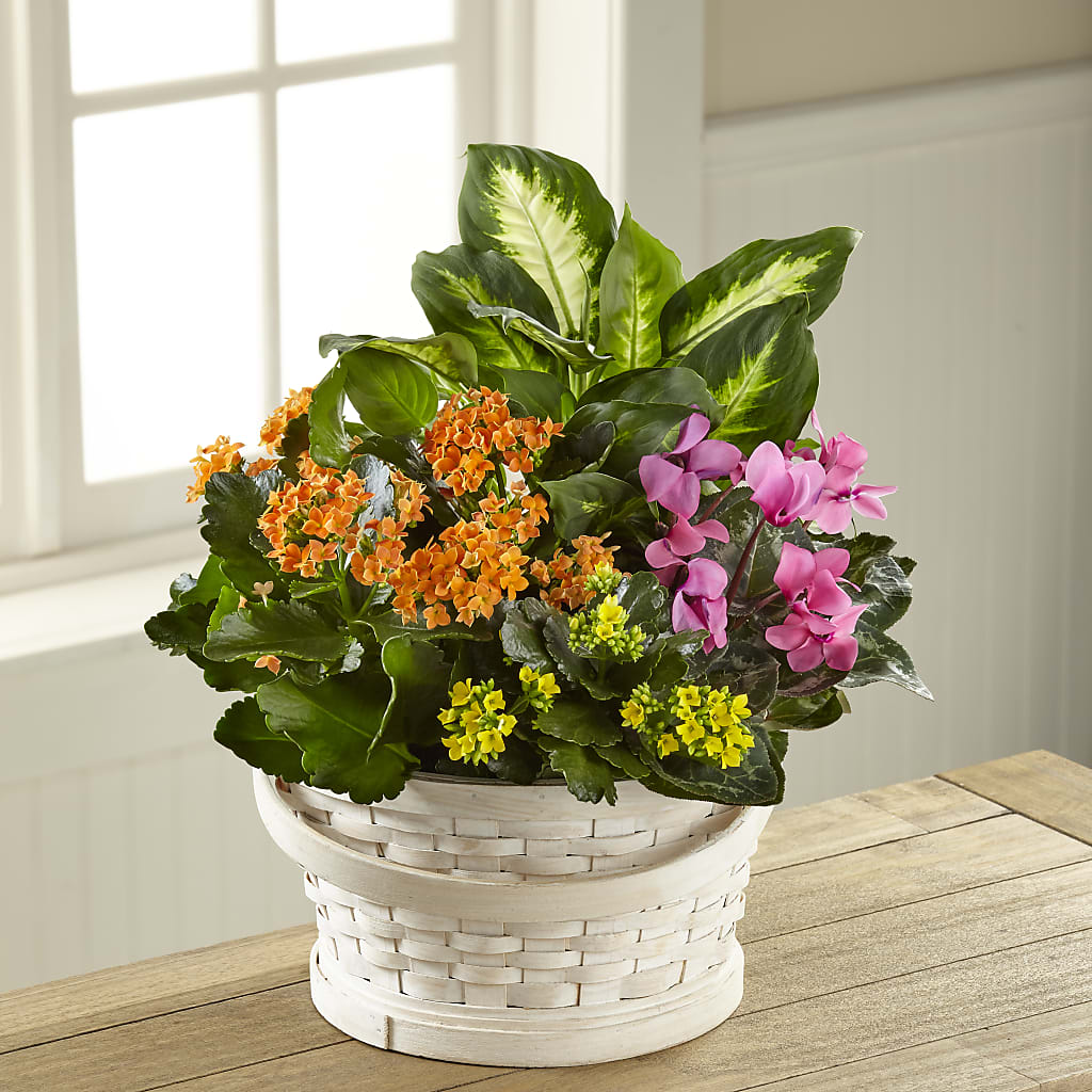 Color Crush Dishgarden – BUDS CUT FLOWERS & MORE, Taos NM