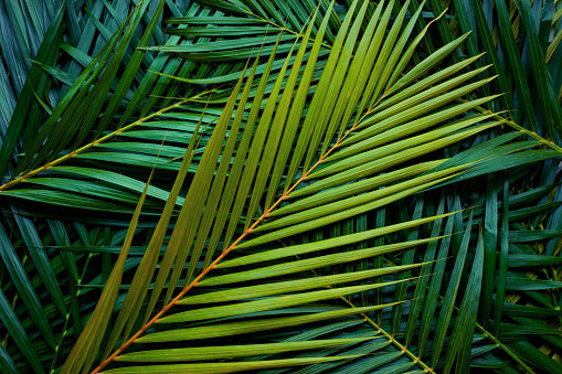 Bundle of 15 palm leaves