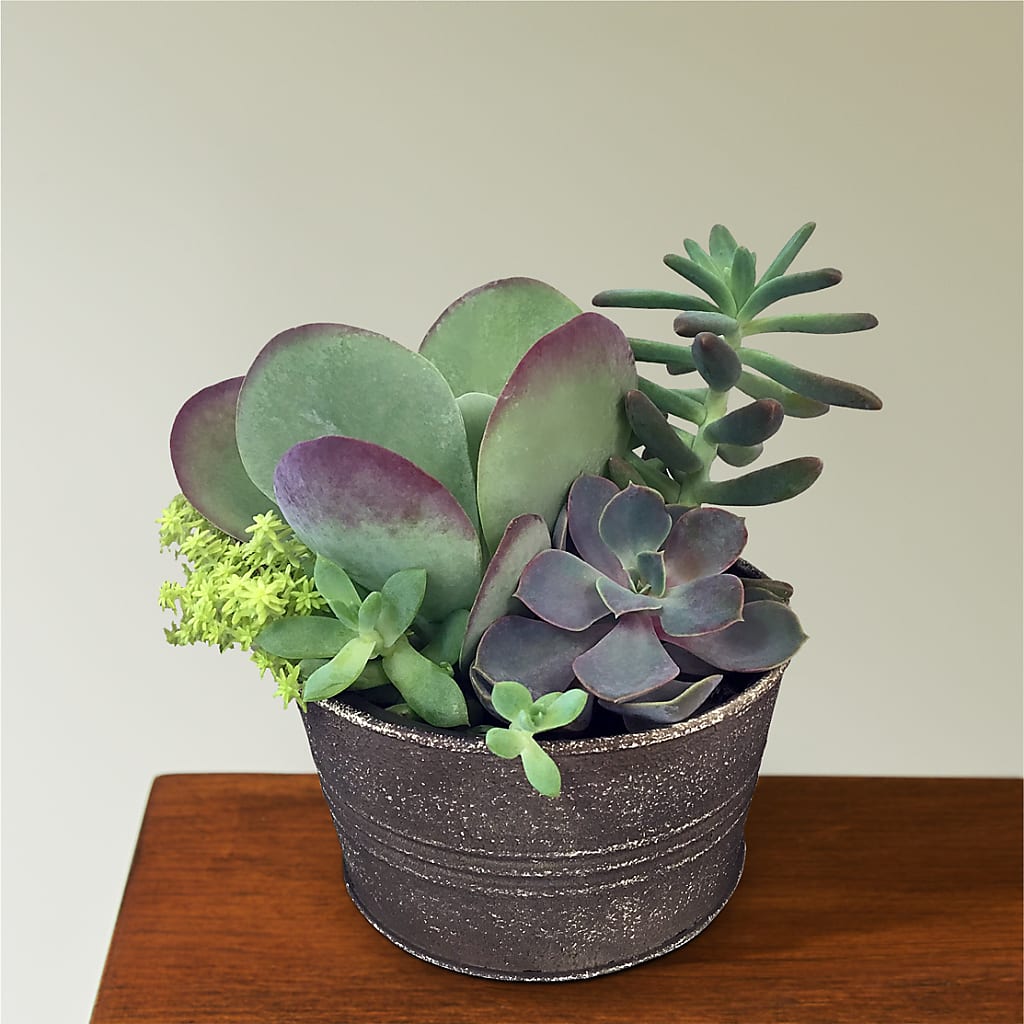 Lush Succulent Garden – BUDS CUT FLOWERS & MORE, Taos NM