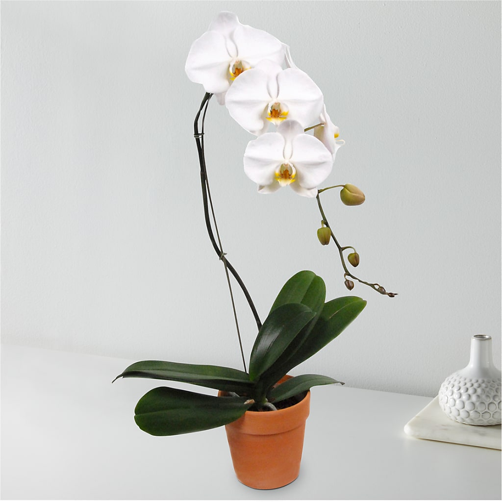 White Cascading Orchid – BUDS CUT FLOWERS & MORE, Taos NM
