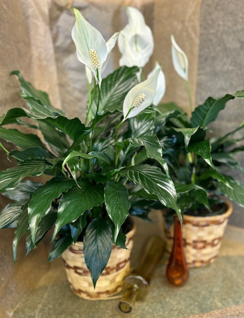 Peace Lily – BUDS CUT FLOWERS & MORE, Taos NM