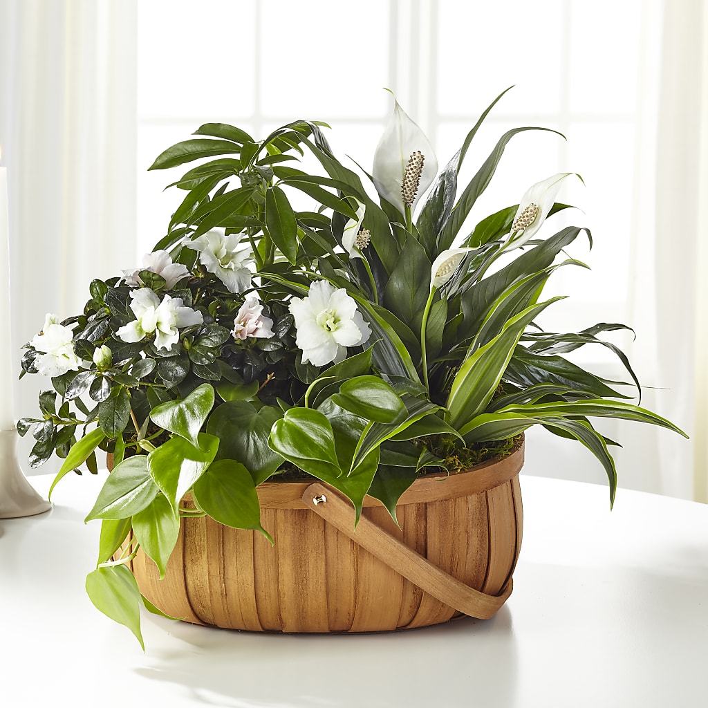 Serene Dishgarden – BUDS CUT FLOWERS & MORE, Taos NM