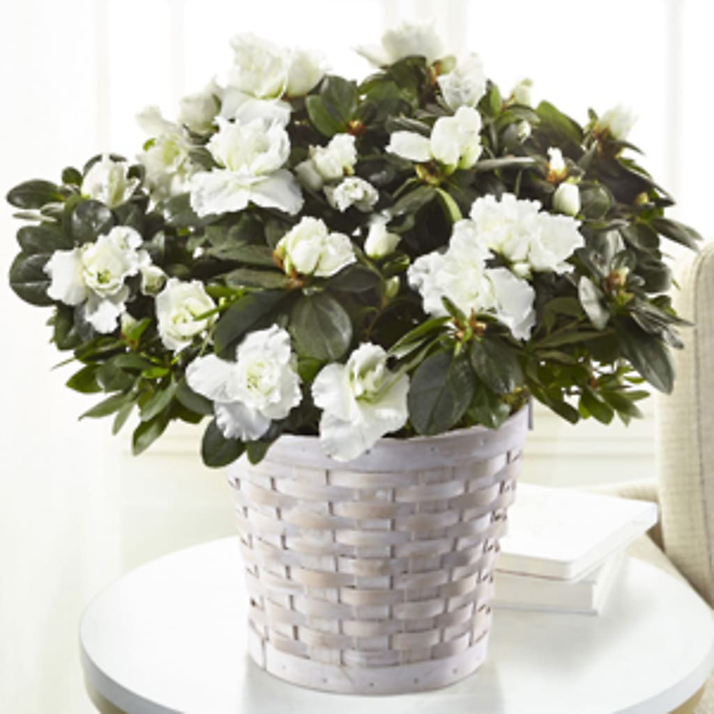 White Azalea Plant – BUDS CUT FLOWERS & MORE, Taos NM