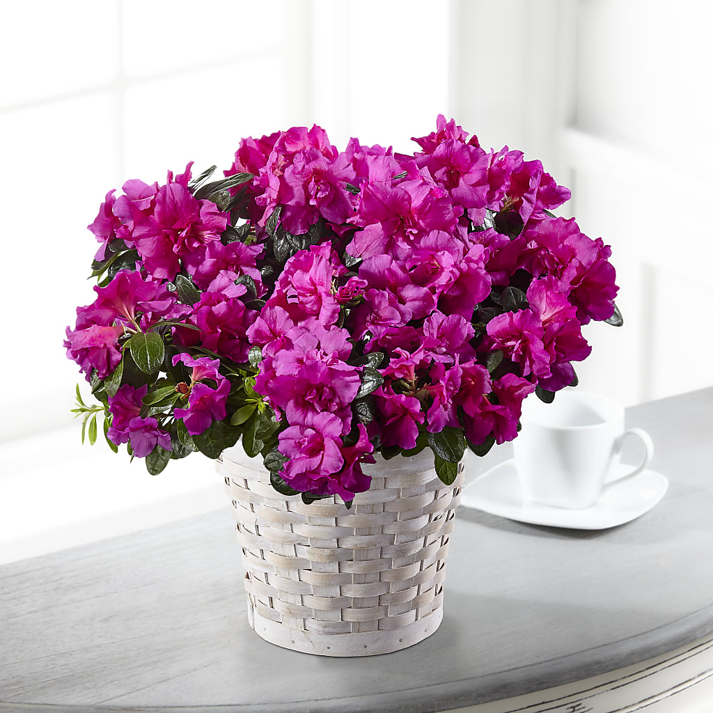 Hope & Serenity Azalea Plant – BUDS CUT FLOWERS & MORE, Taos NM