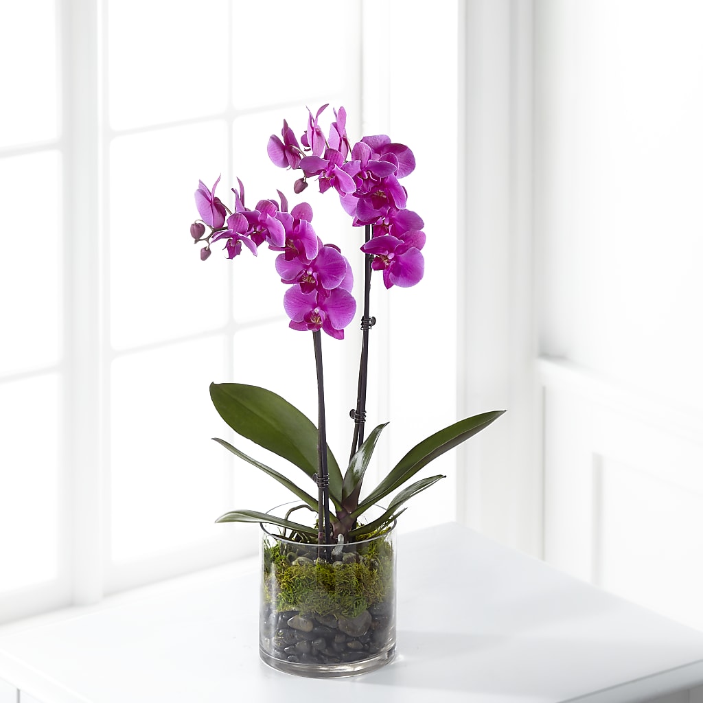 Pink Orchid Plant – BUDS CUT FLOWERS & MORE, Taos NM