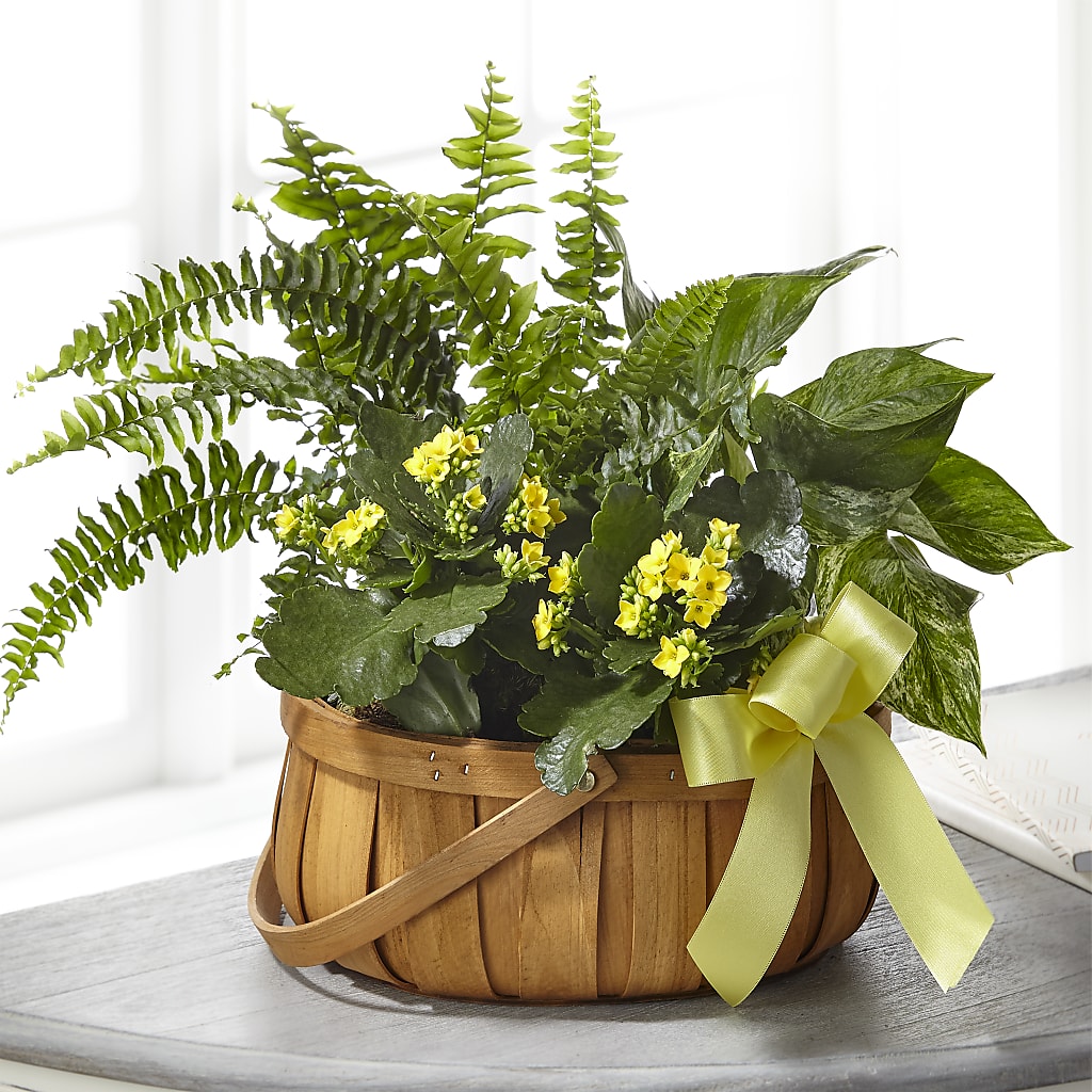 Always Dear Dishgarden – BUDS CUT FLOWERS & MORE, Taos NM