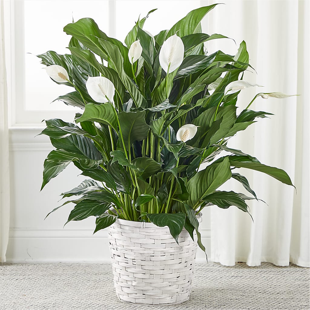 A New Leaf Peace Lily – BUDS CUT FLOWERS & MORE, Taos NM