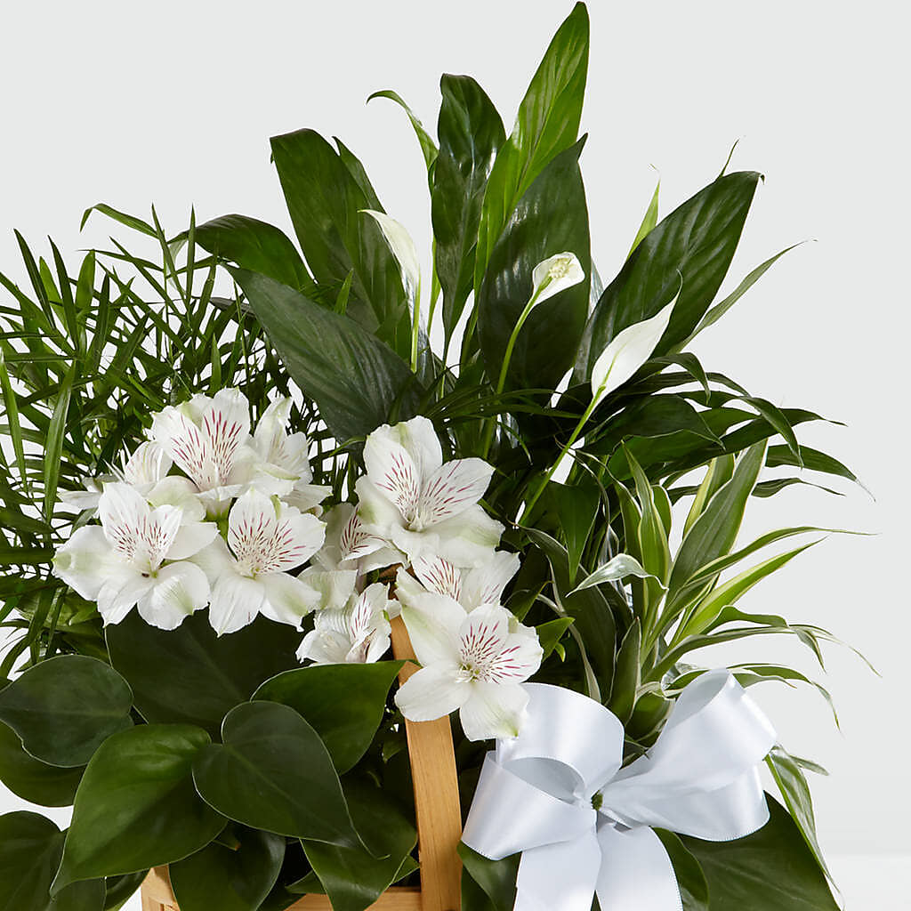 Peace & Serenity Dishgarden – BUDS CUT FLOWERS & MORE, Taos NM