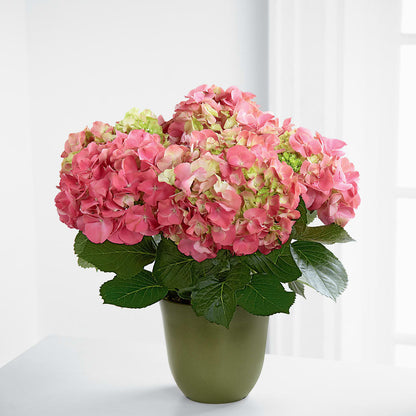 Pink Hydrangea Planter – BUDS CUT FLOWERS & MORE, Taos NM