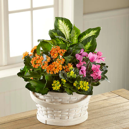 Color Crush Dishgarden – BUDS CUT FLOWERS & MORE, Taos NM
