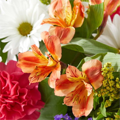 Oopsie Daisy Box Bouquet – BUDS CUT FLOWERS & MORE, Taos NM
