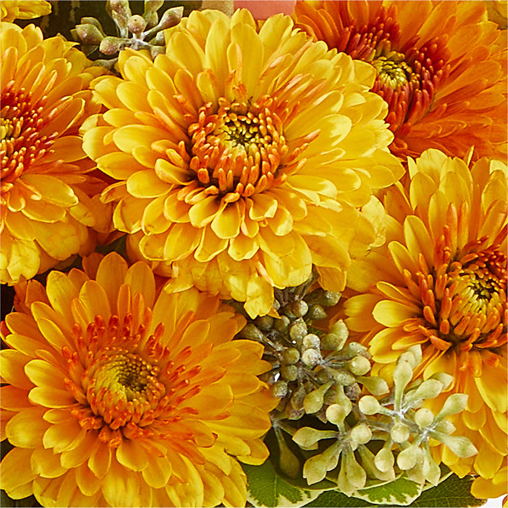 Peachy Pumpkin – BUDS CUT FLOWERS & MORE, Taos NM