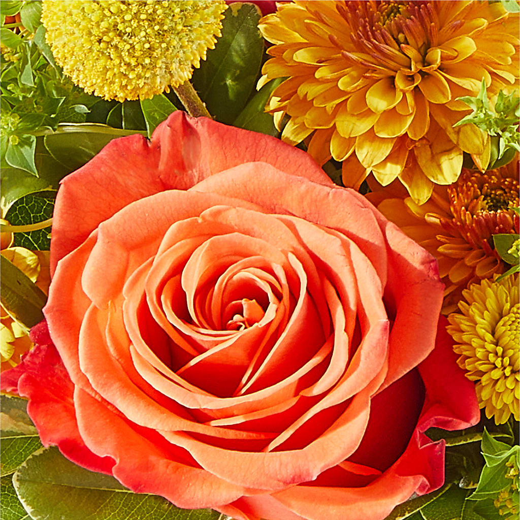Gourdgeous Pumpkin – BUDS CUT FLOWERS & MORE, Taos NM