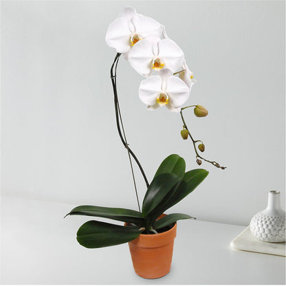 White Cascading Orchid – BUDS CUT FLOWERS & MORE, Taos NM