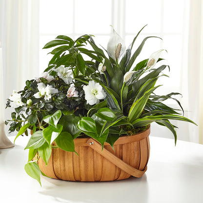 Serene Dishgarden – BUDS CUT FLOWERS & MORE, Taos NM