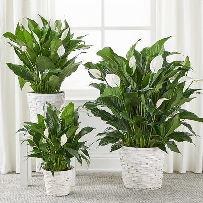 A New Leaf Peace Lily – BUDS CUT FLOWERS & MORE, Taos NM