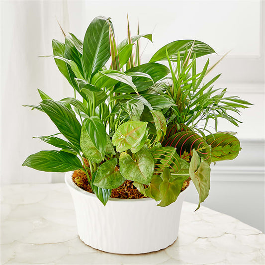Balance & Harmony Dishgarden – BUDS CUT FLOWERS & MORE, Taos NM