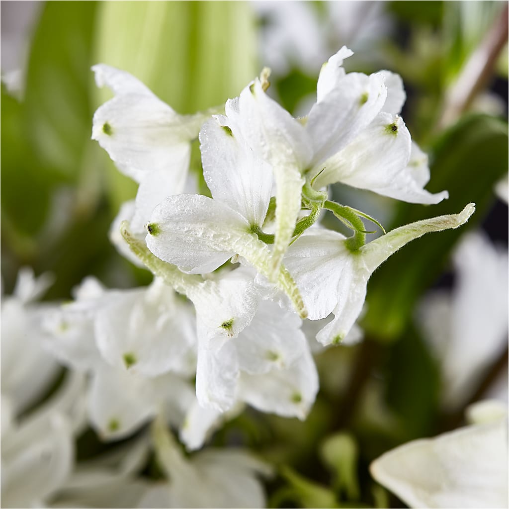Classic Ivory – A Florist Original – BUDS CUT FLOWERS & MORE, Taos NM